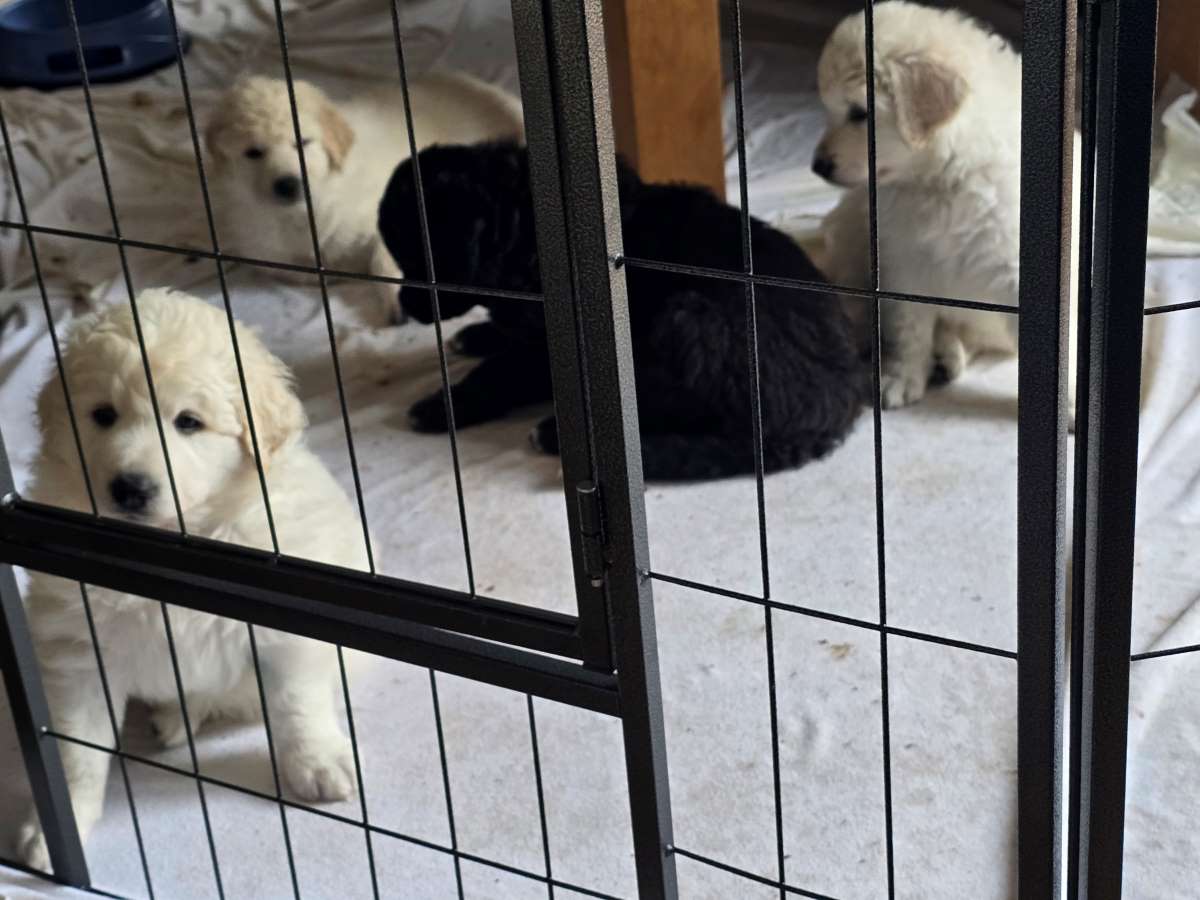 Kimba, Leo & Blacky