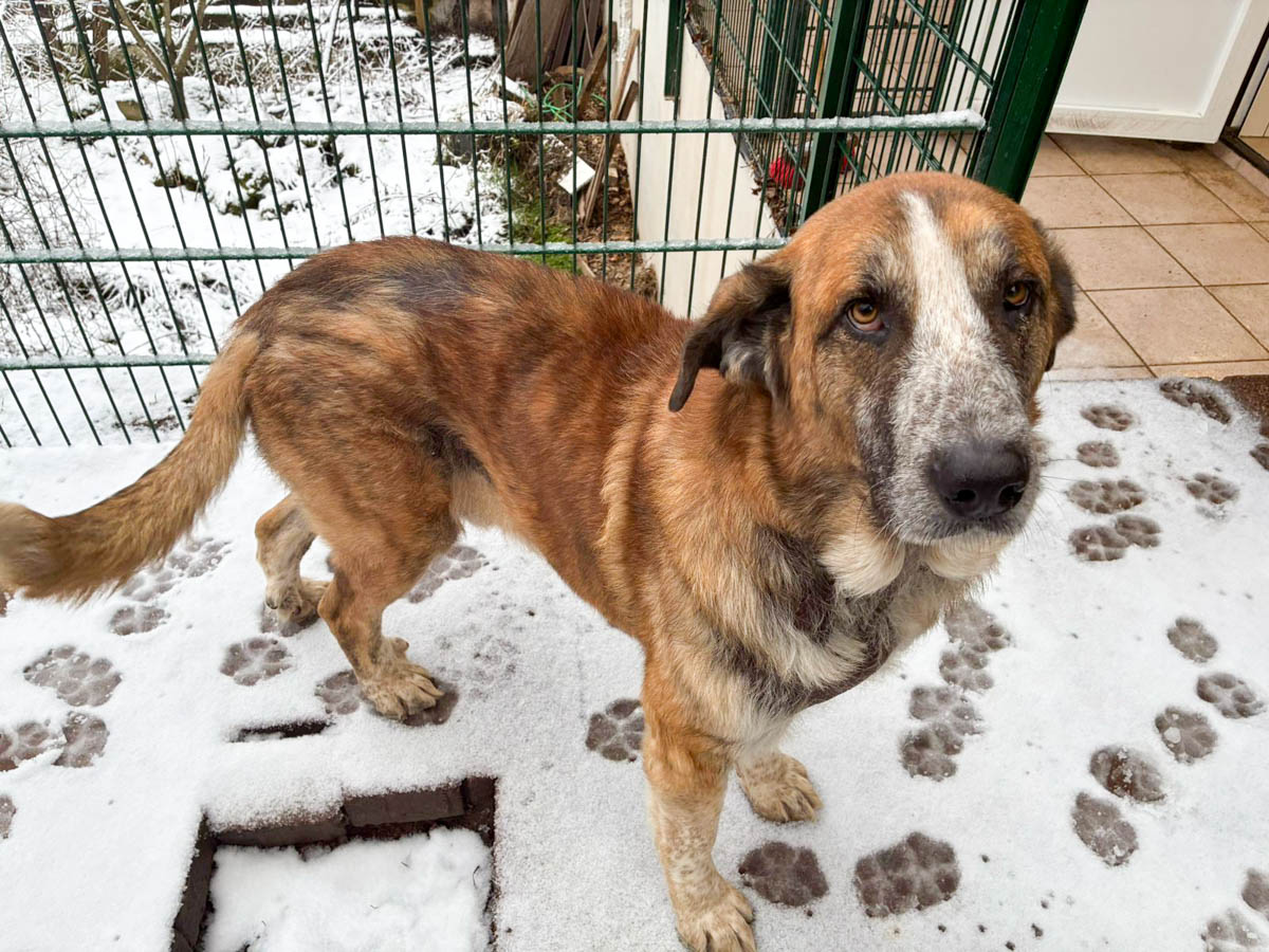 er kam vom Regen in den Schnee