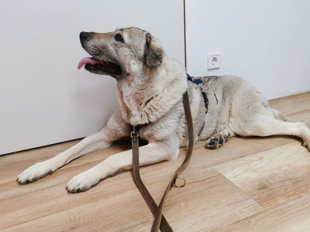 Yasha in der Tierklinik