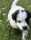 Charlie