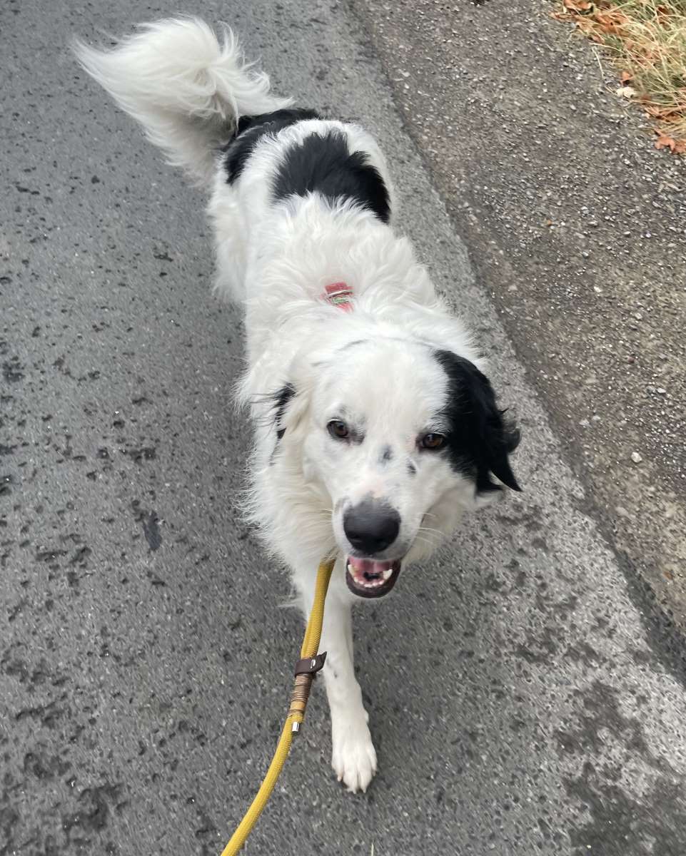 Sparky