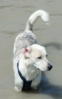 Otto