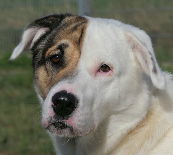 Balou