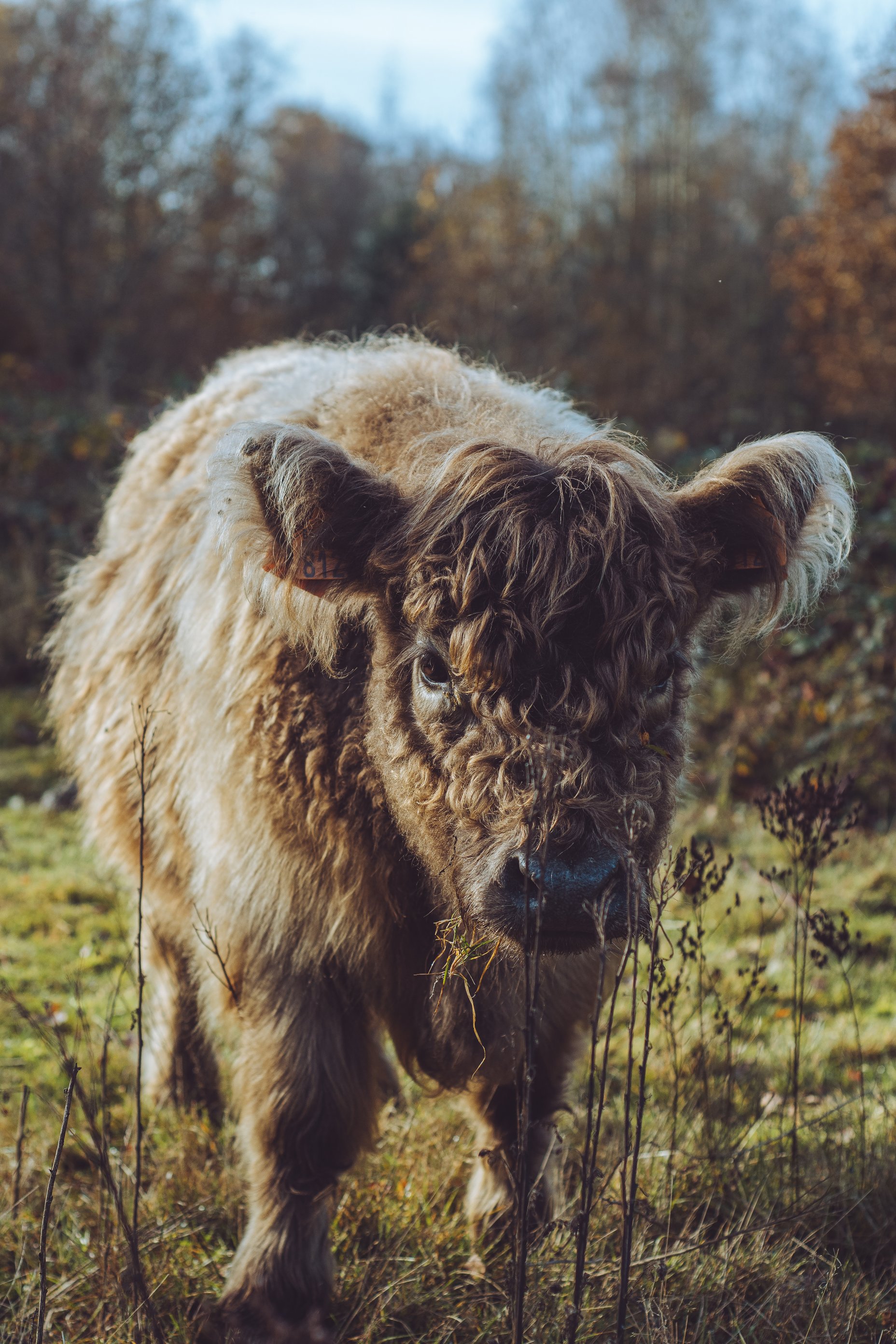 Koe in de natuur