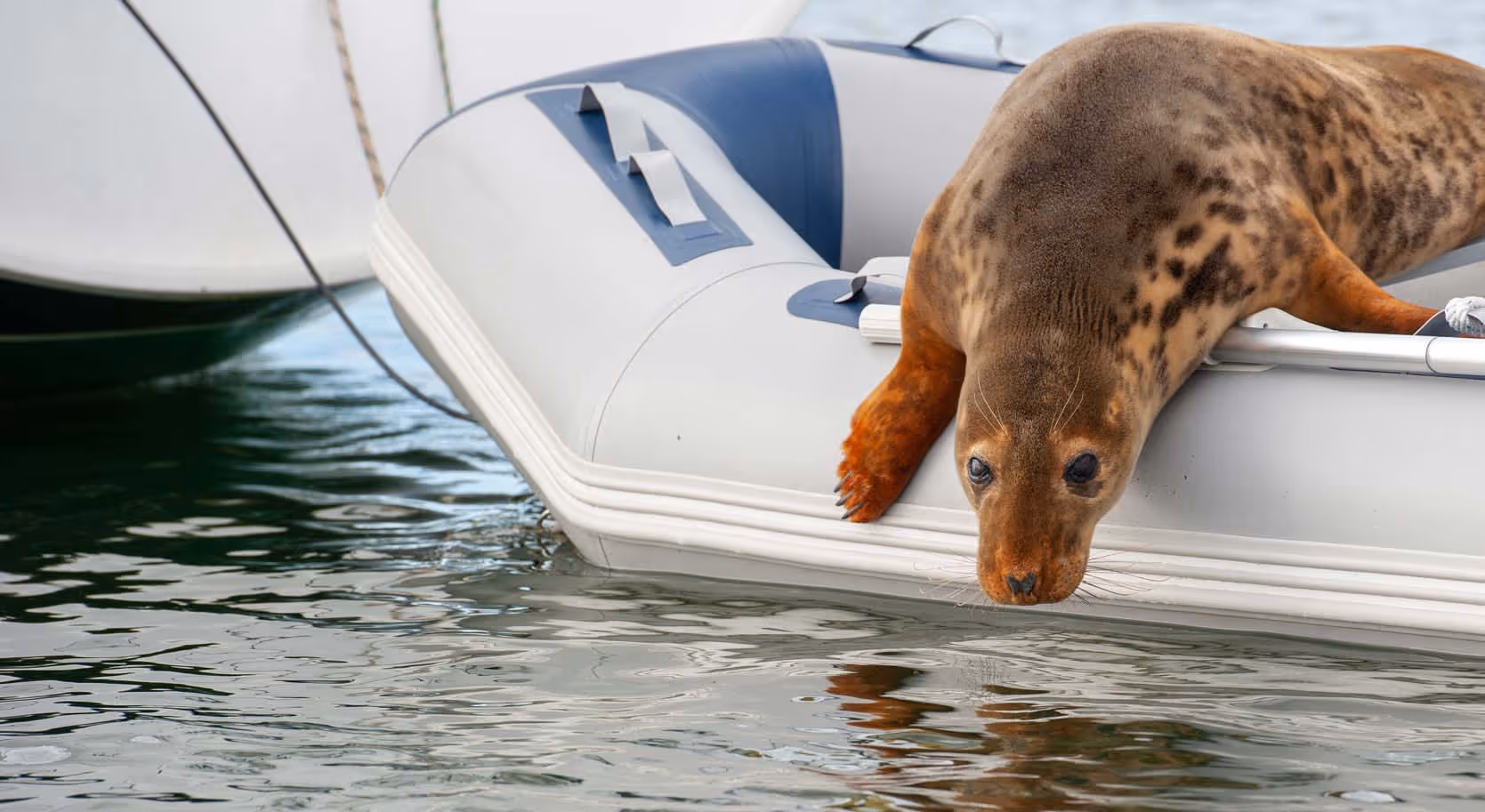 a seal on a boat