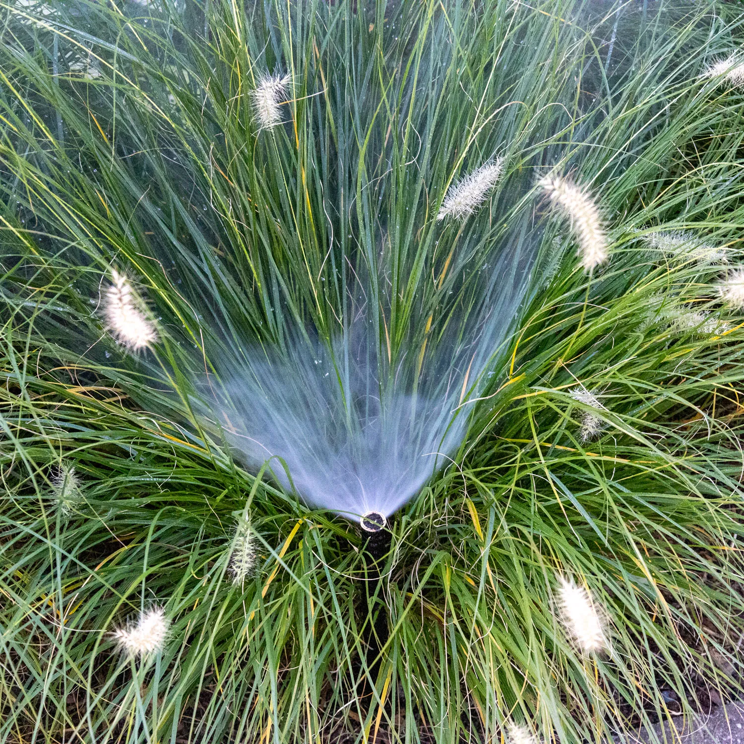 sprinkler