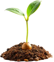 Young green seedling sprouting from soil with seeds around its base.