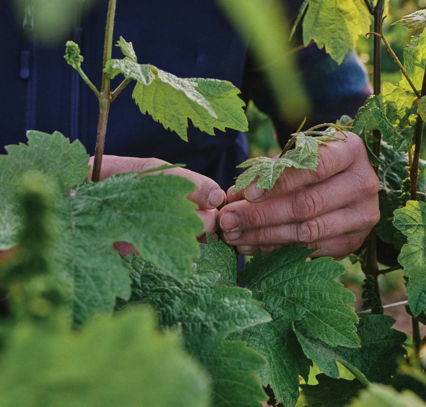 Person touching grape leaves