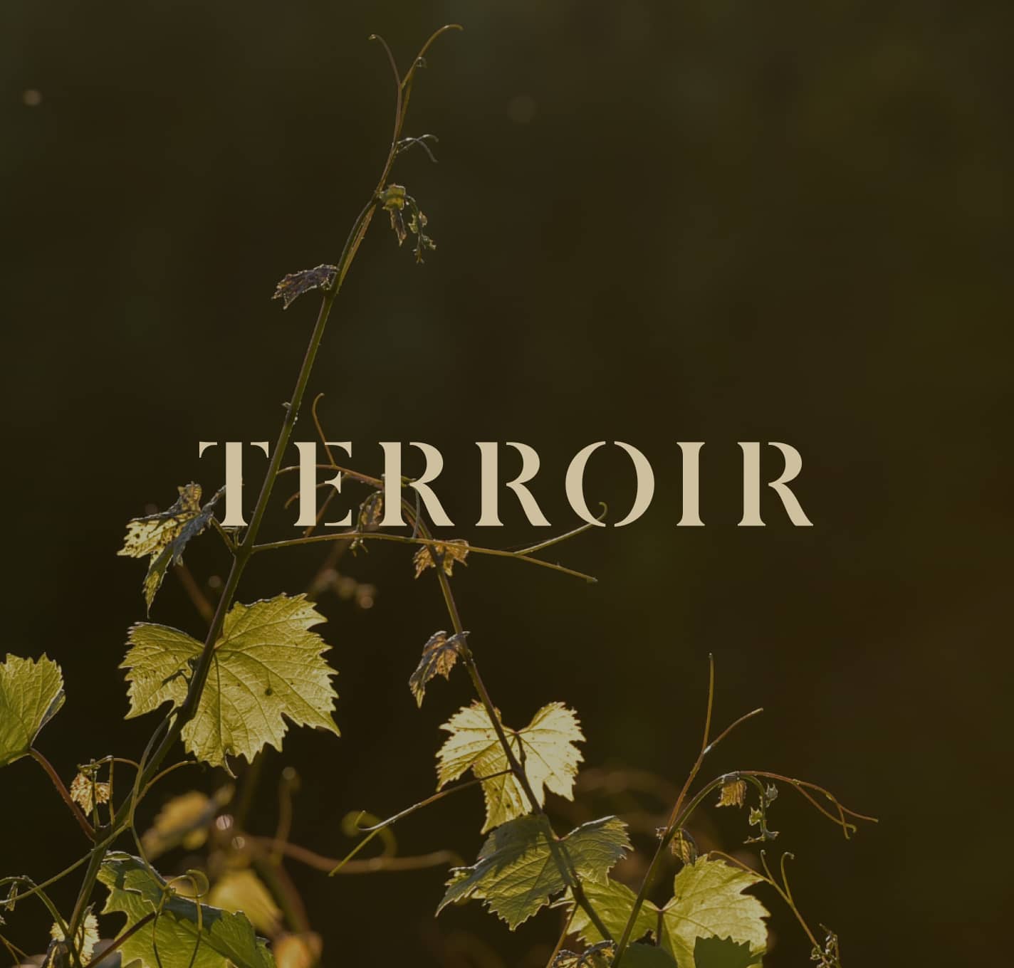 Terroir logo over an image of a singular grapevine