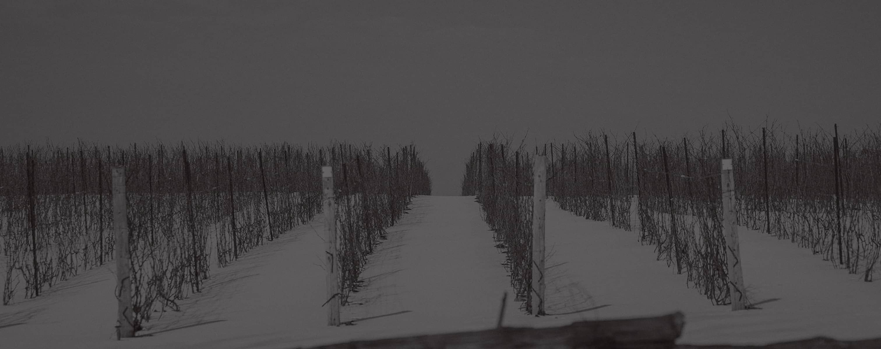 Black and White image of a vineyard in winter time
