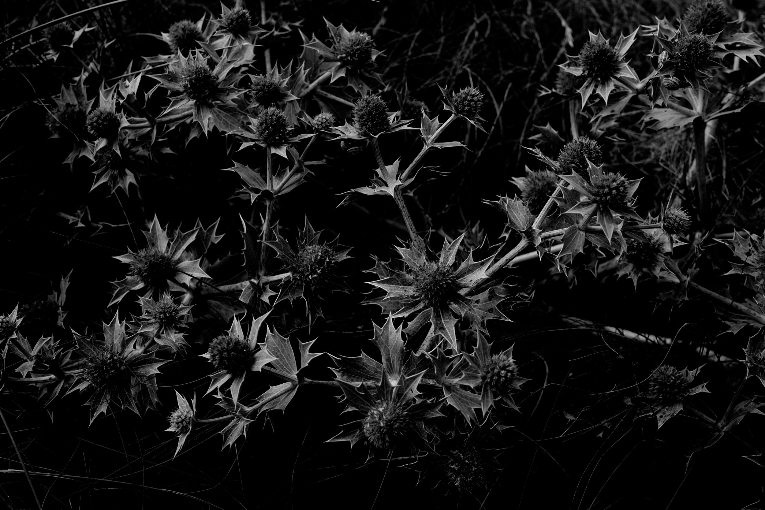 "New World Series - F2024 No.#1157", Jürg Fausch 2024