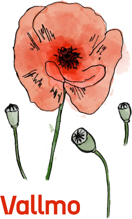 Watercolor illustration of a poppy flower.