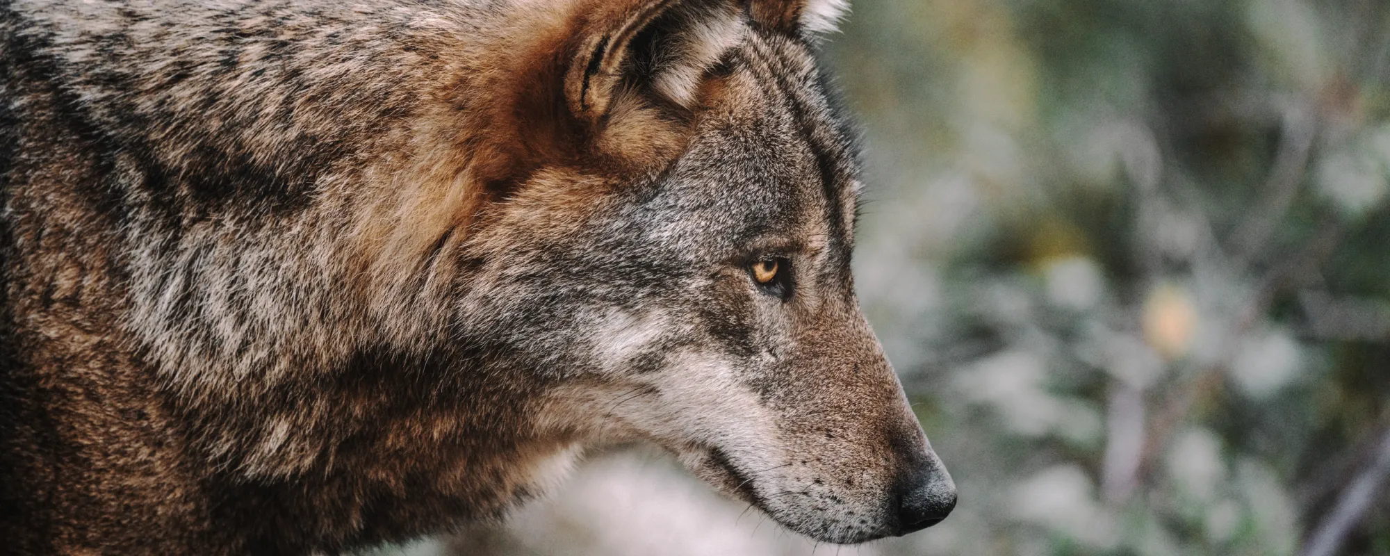 A red wolf with forest in the background.