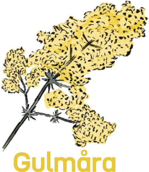 Illustration of lady's bedstraw flowers.