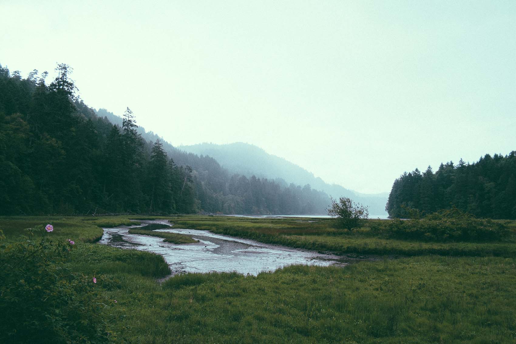 Winding stream flowing through lush green meadow with dense forest and misty mountains in the background.