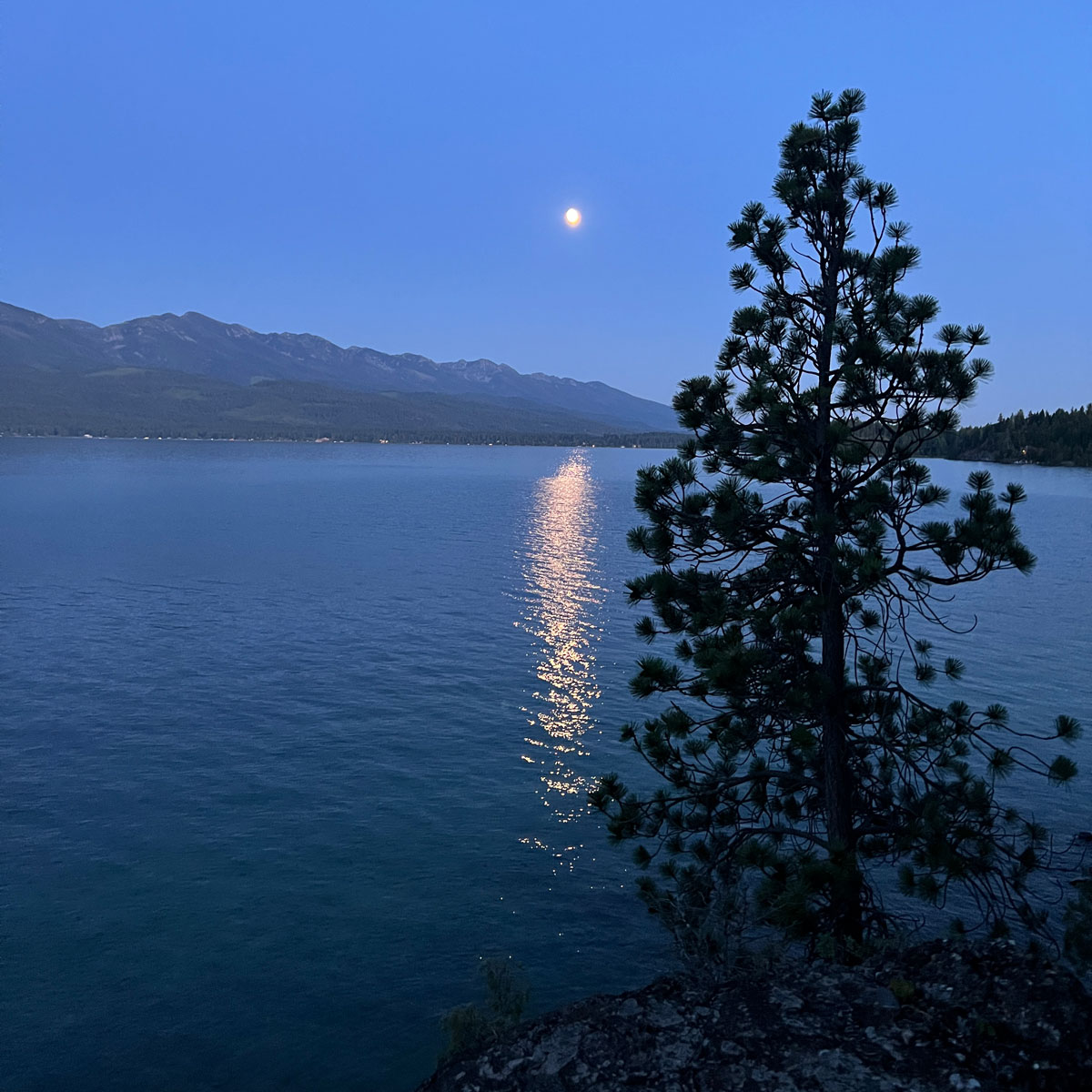 Full moon reflecting on calm lake water with mountains in the background and a pine tree in the foreground at dusk.