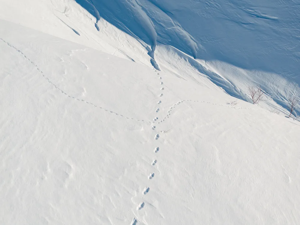 Wolverine tracks in snow the Scandinavian mountains