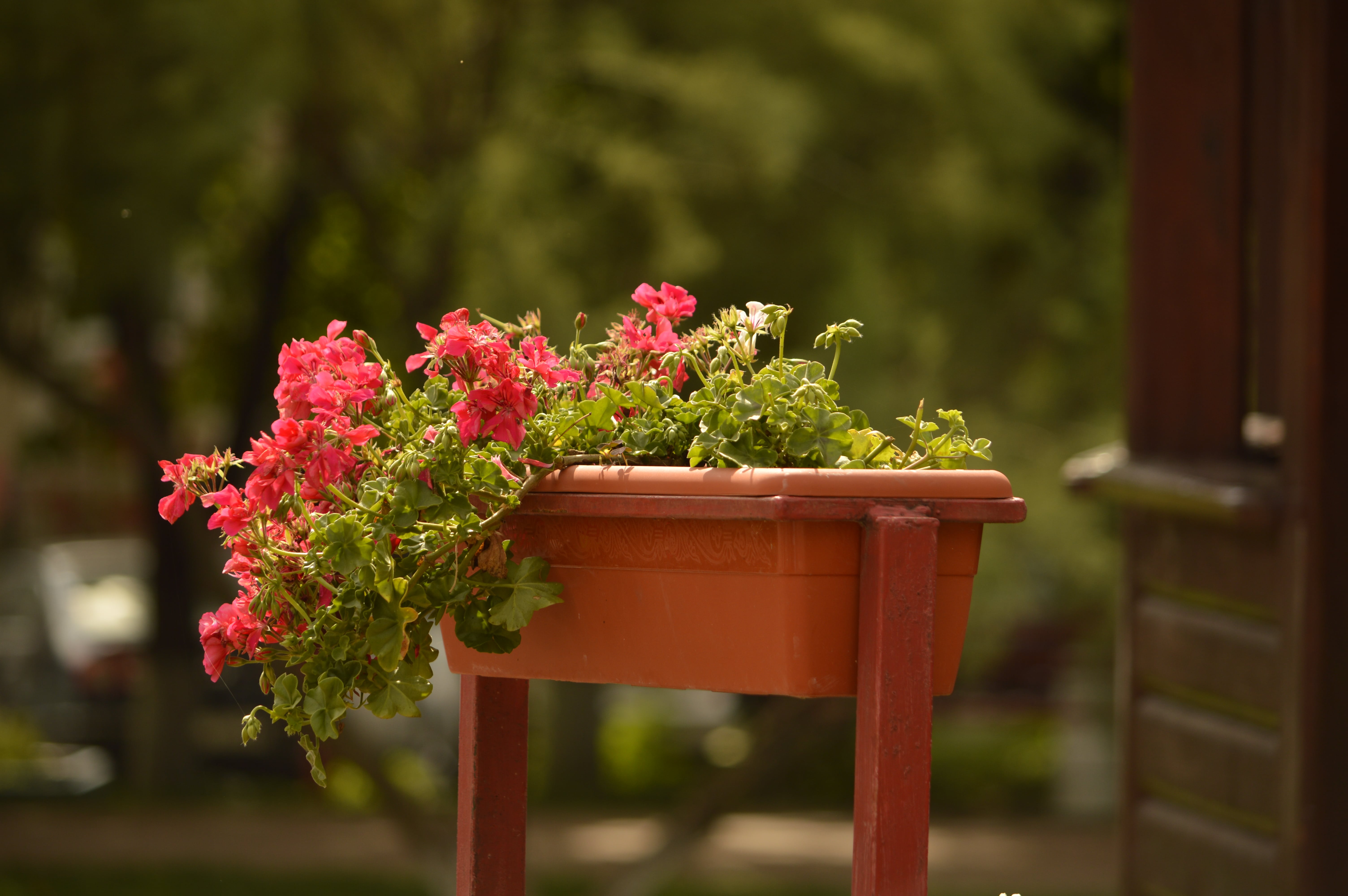 A pot of flowers
