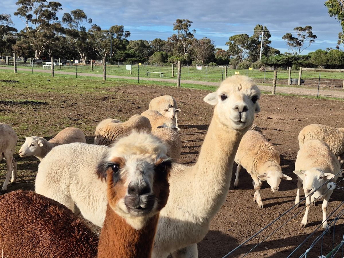 Family Days Out at a Farm Near Melbourne These School Holidays