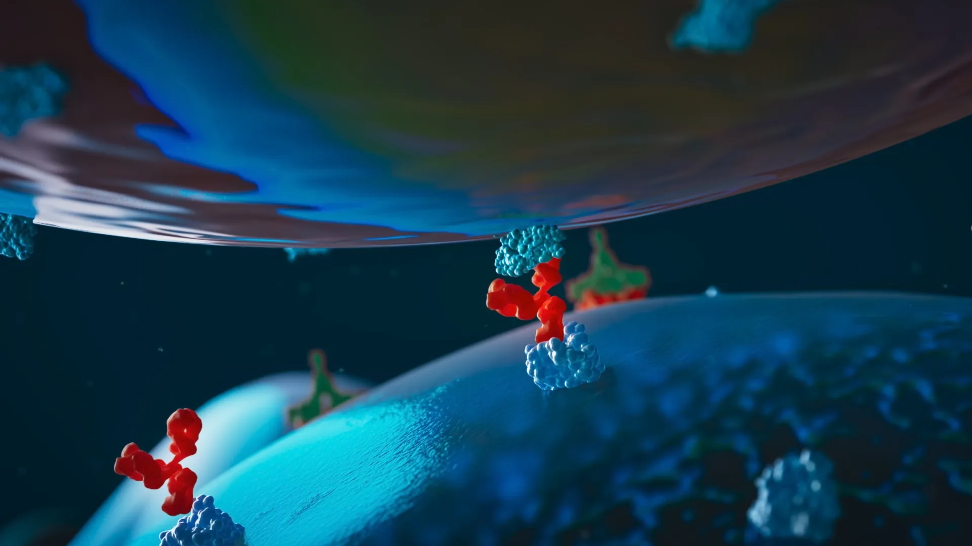 Antibody binding with a receptor.