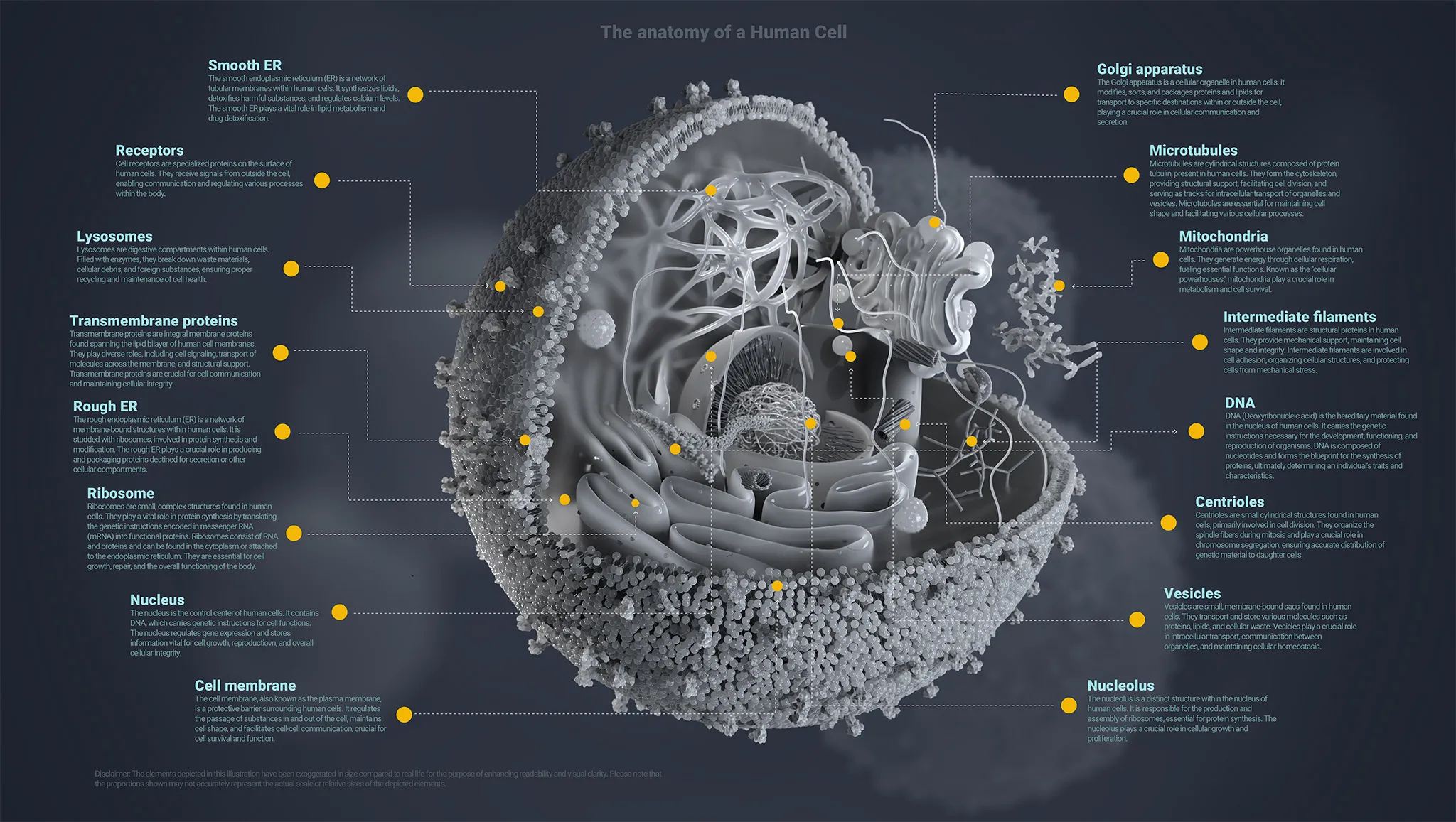 A cross section of a human cell