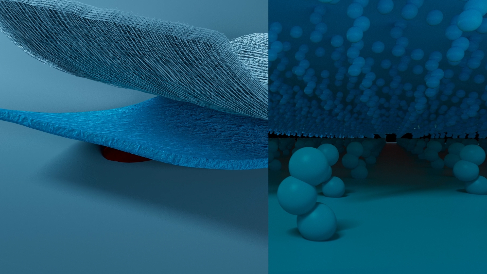 3D illustration of human torso showing internal organs including lungs, stomach, intestines, and heart shadowed in a dark background.