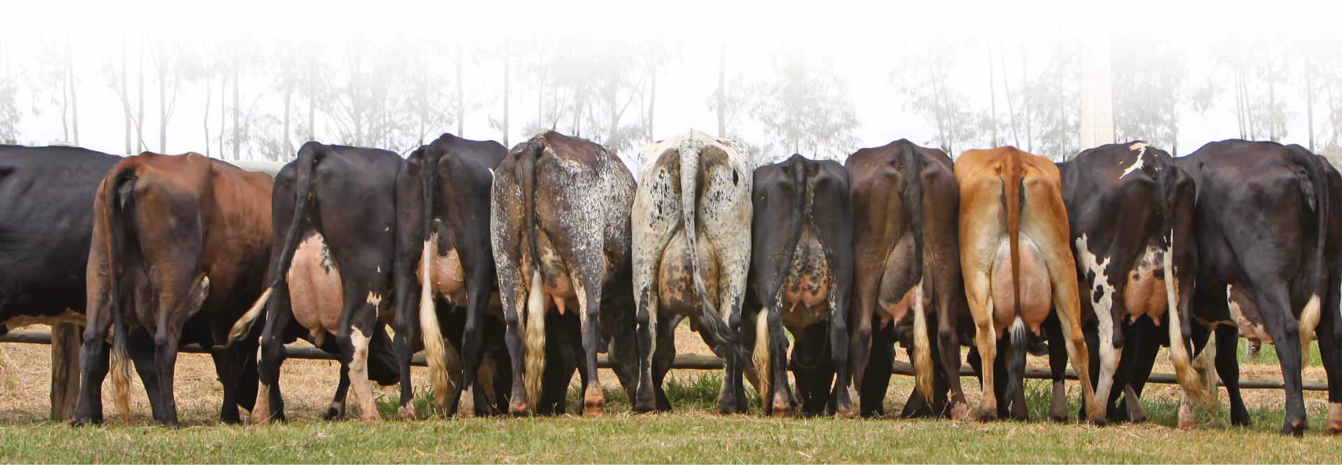 Vacas leiteiras vistas pela parte traseira