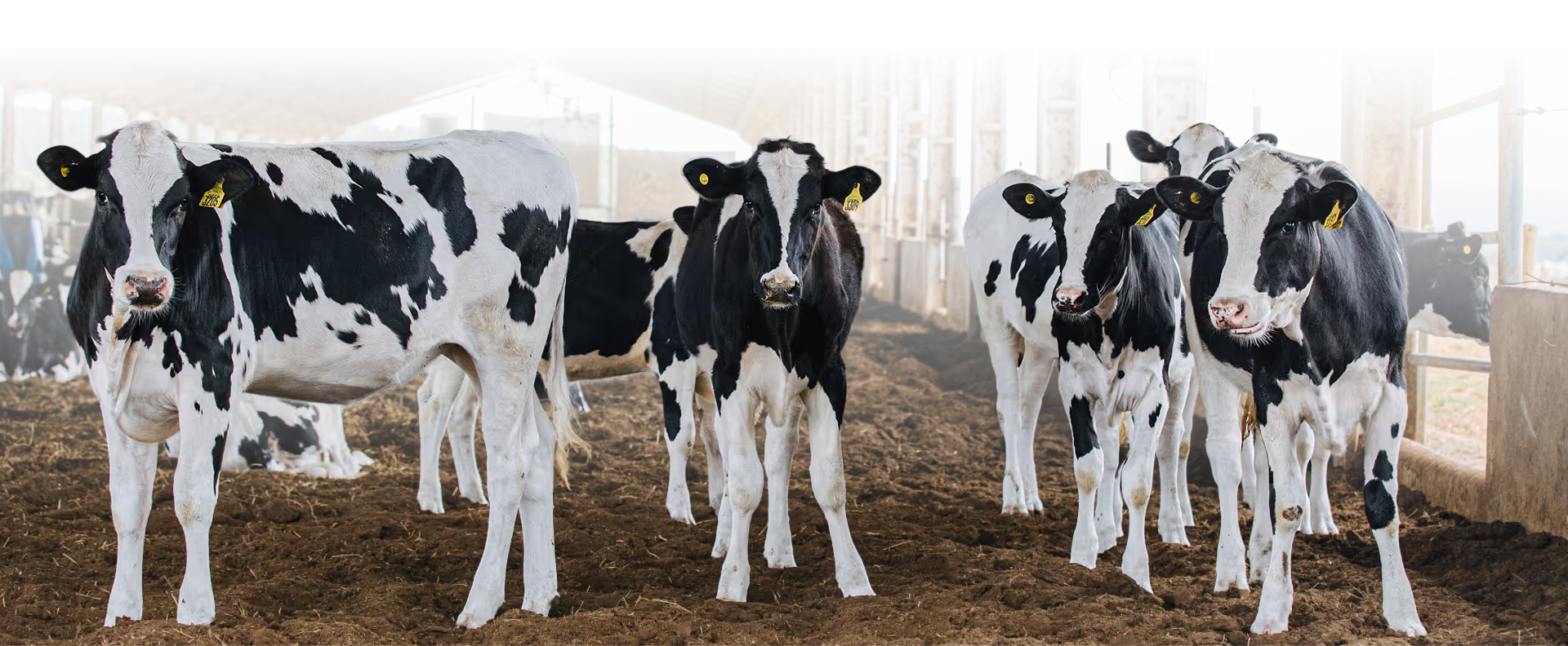 Vacas leiteiras vistas pela parte traseira