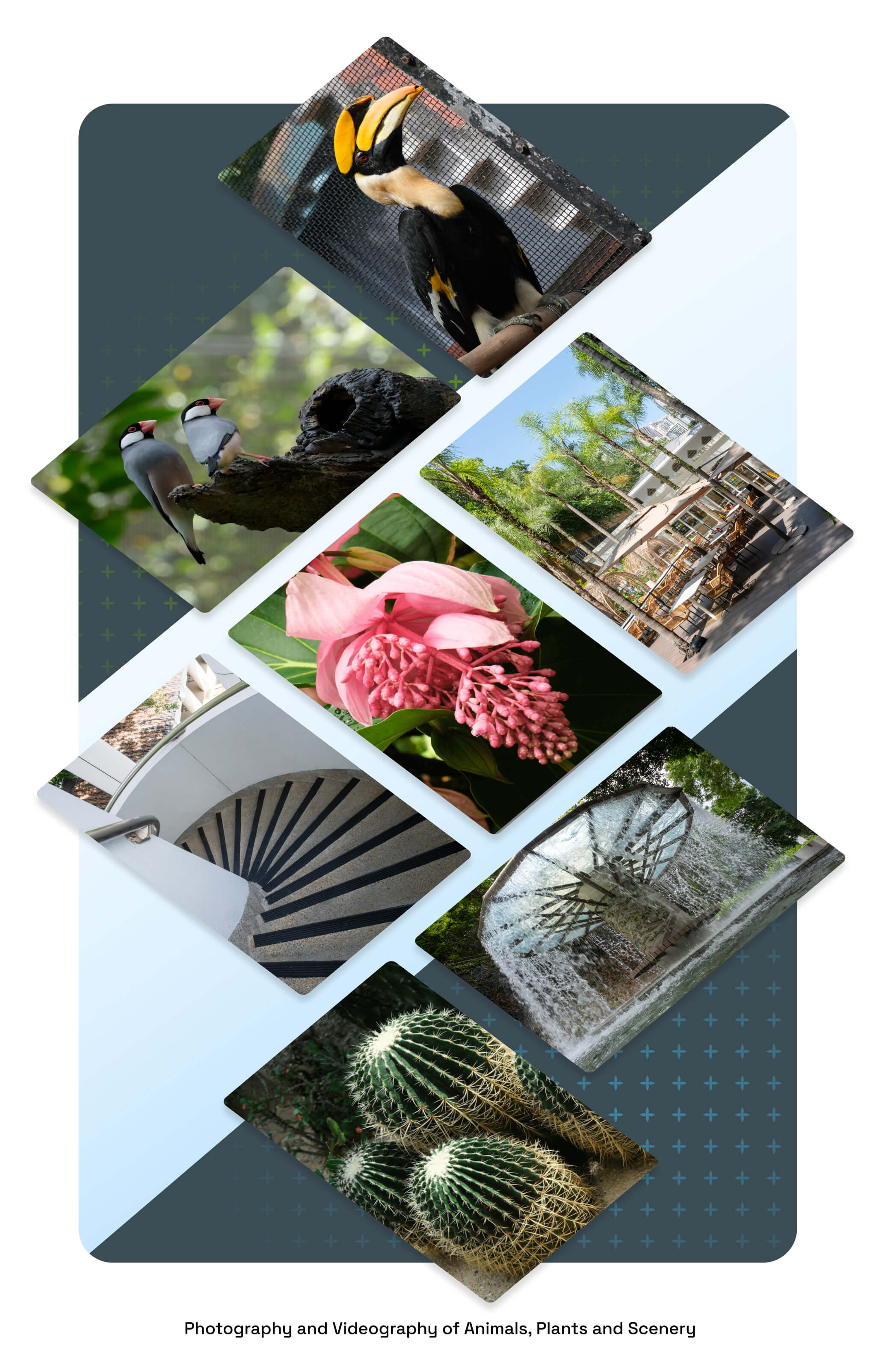  Photography and Videography of Animals, Plants and Scenery