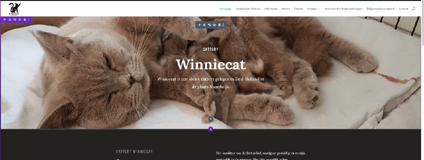 Winniecat cattery image clients