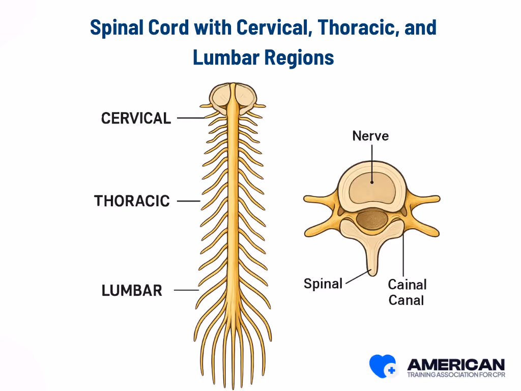 spinal cord