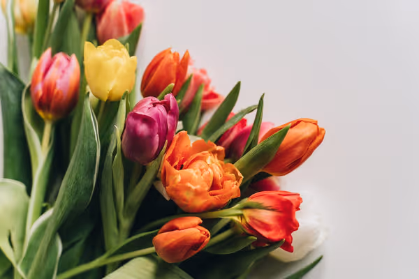 tulips with different colors
