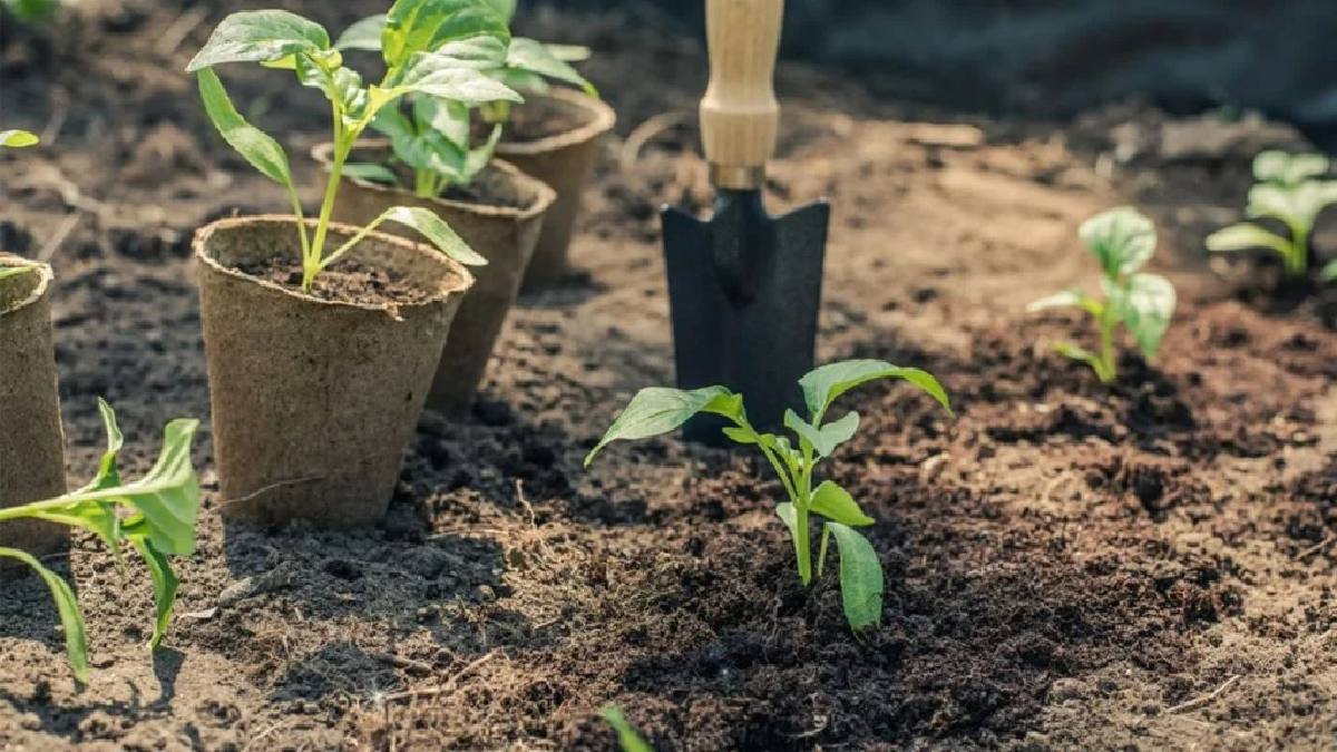 Une image de la marque Dr. Jonquille & Mr. Ail