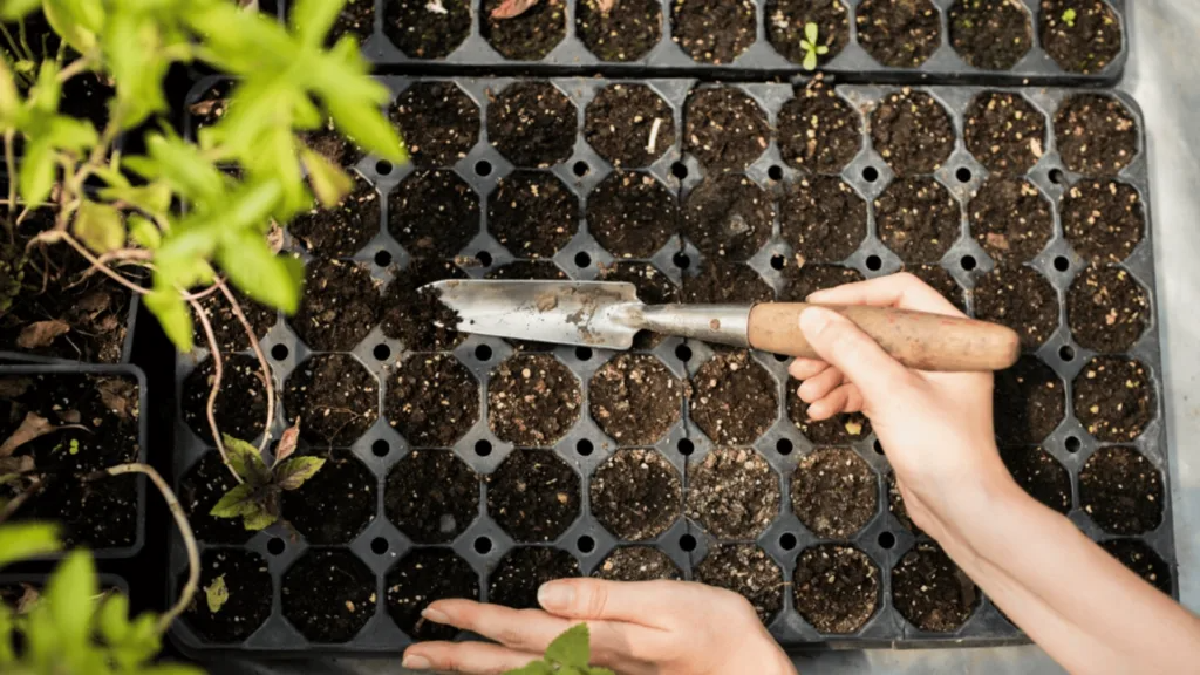 Une image de la marque Dr. Jonquille & Mr. Ail