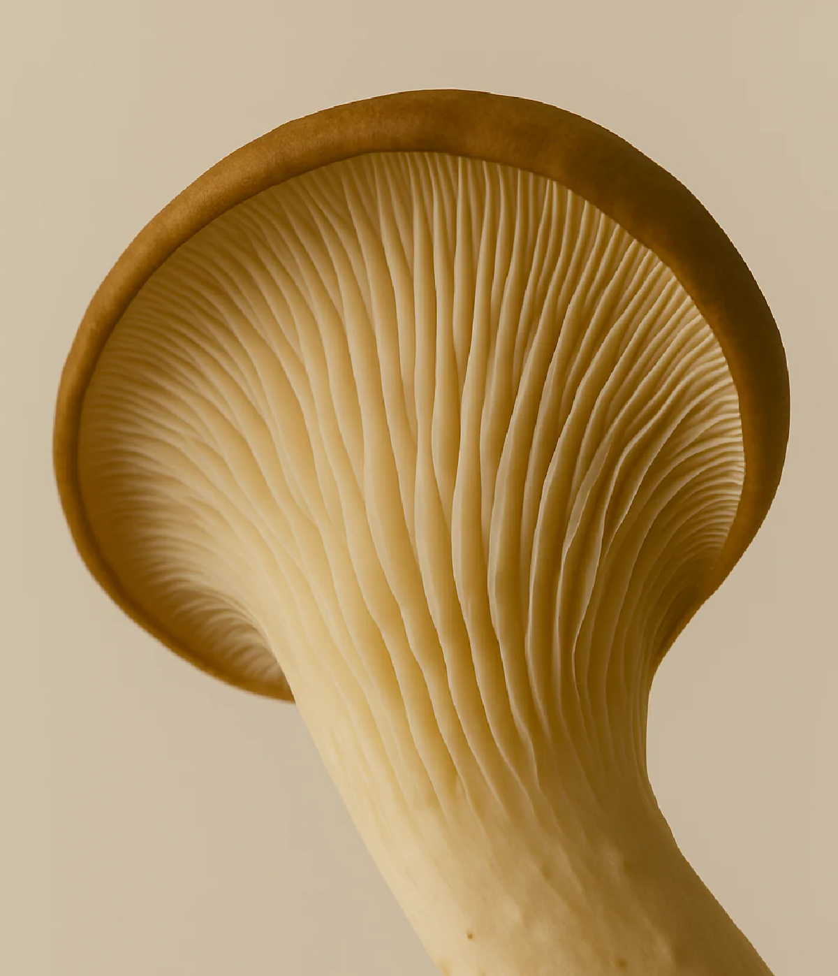 Une image de la marque Terraphy