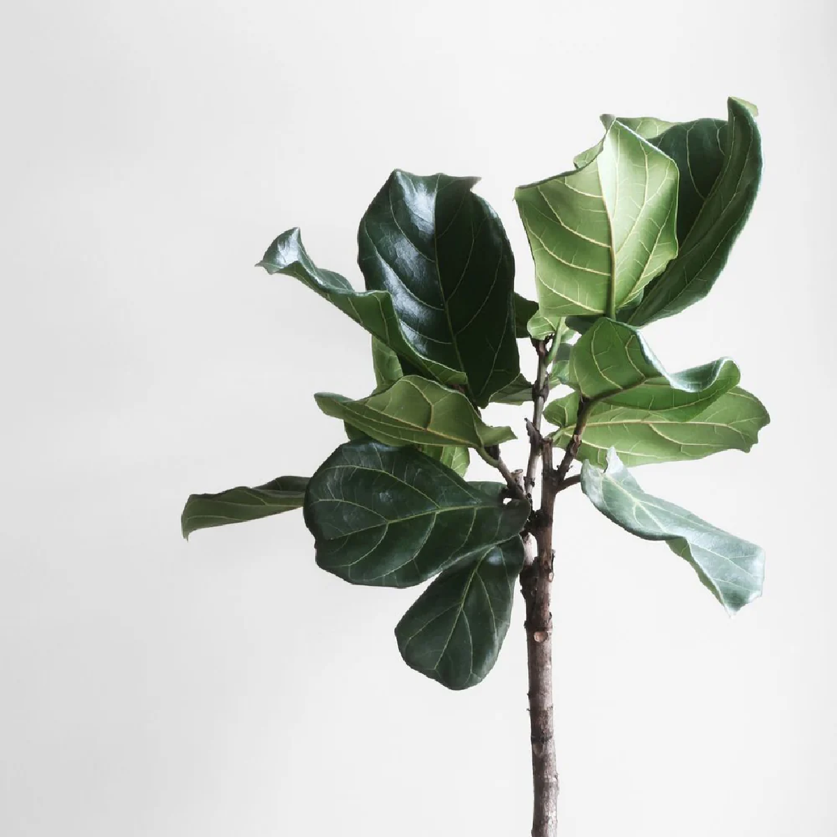 Une image de la marque Nature Nest