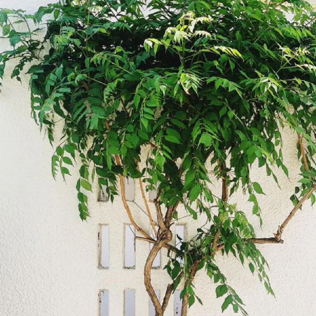 Une image de la marque Nature Nest