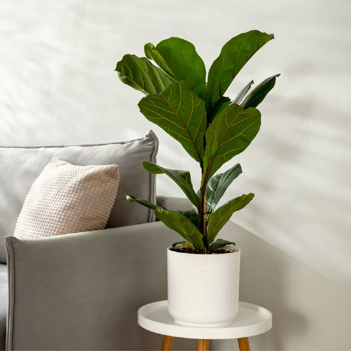 Une image de la marque Nature Nest