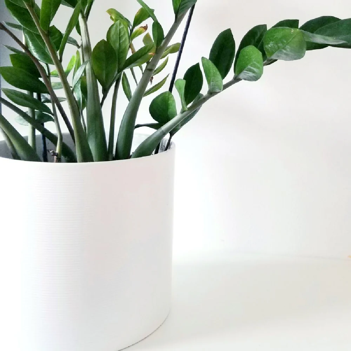 Une image de la marque Nature Nest