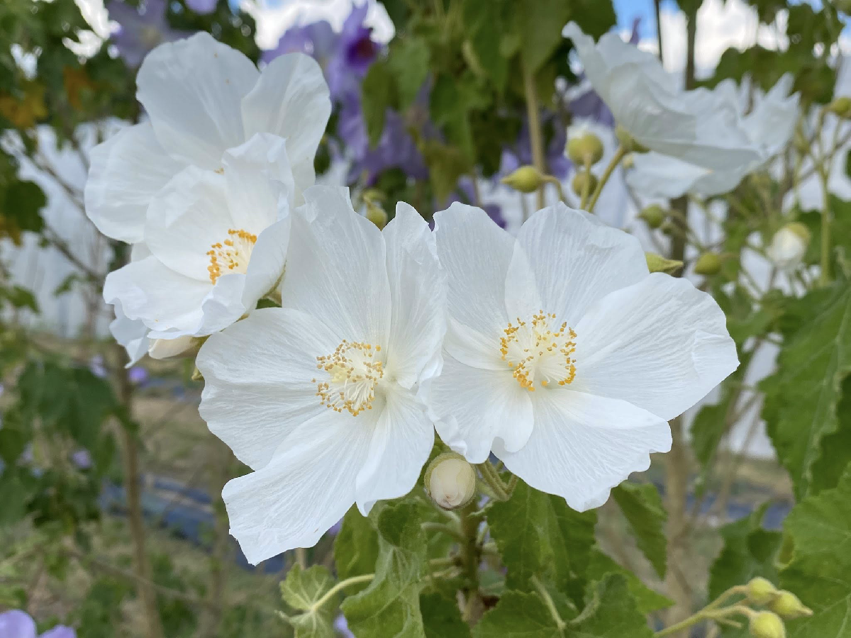 Une image de la marque Echinops