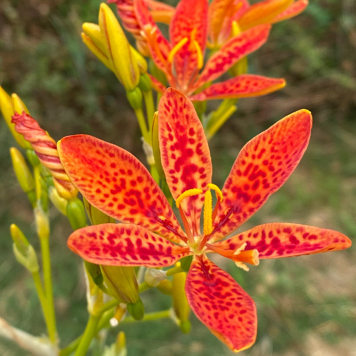 Une image de la marque Echinops