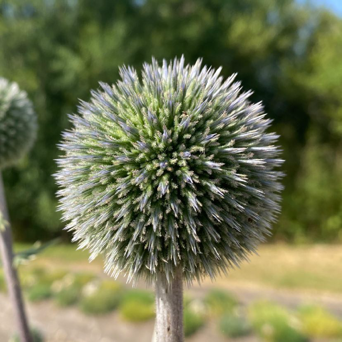 Une image de la marque Echinops