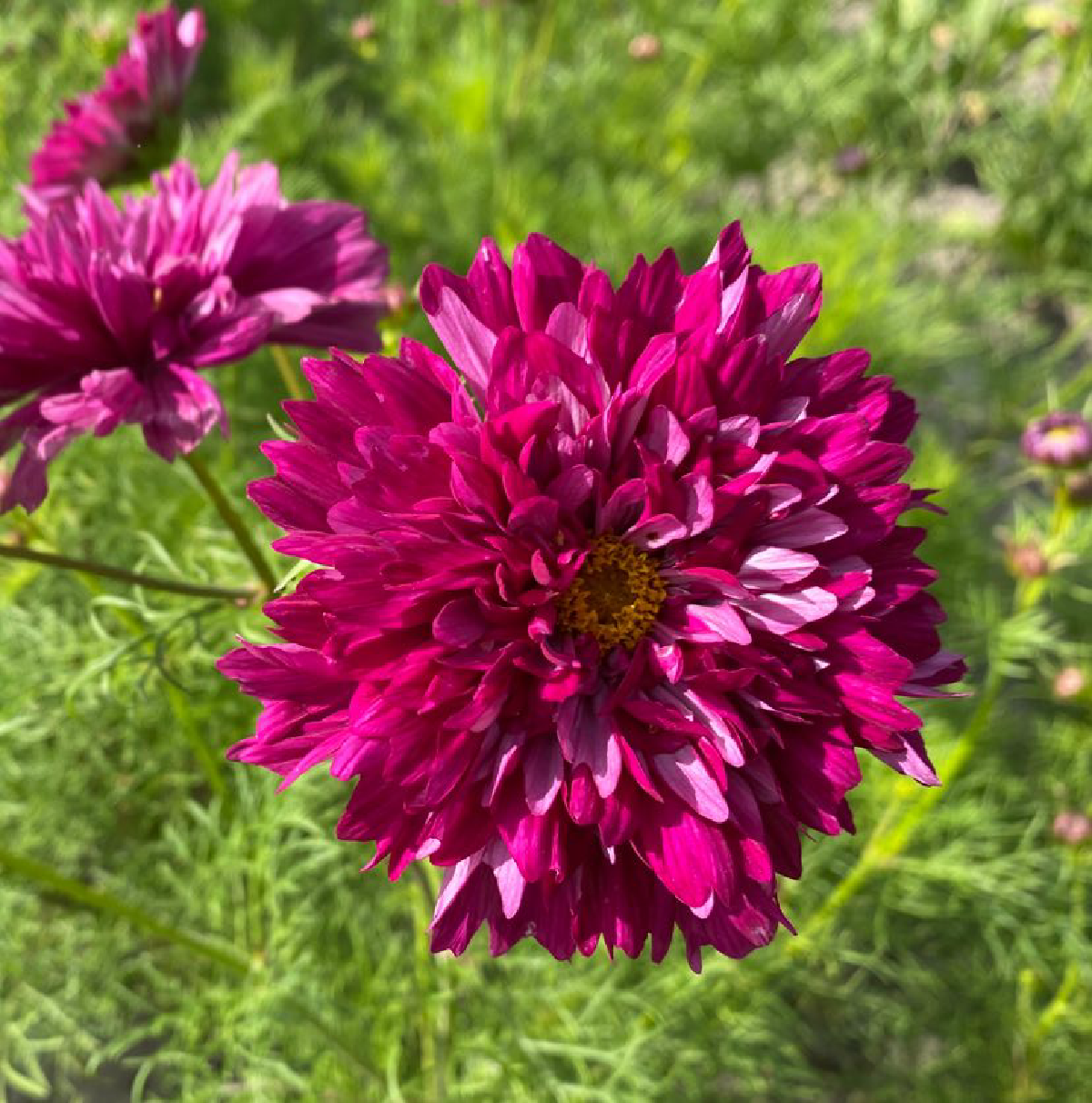 Une image de la marque Echinops