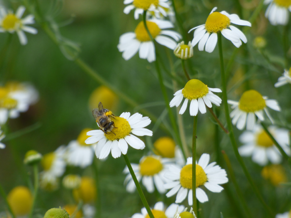 Une image de la marque Echinops