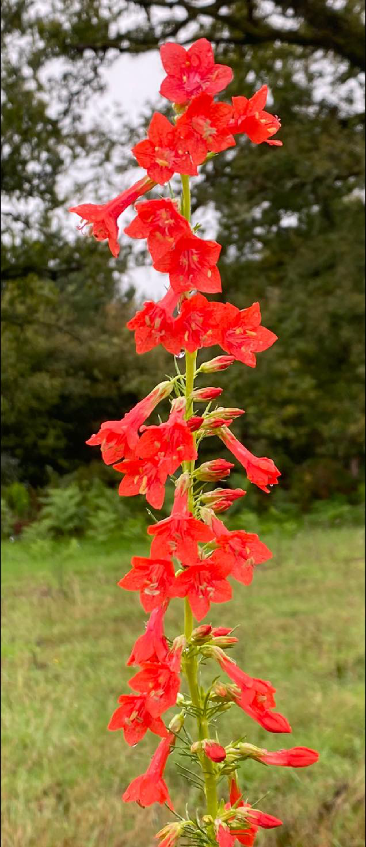 Une image de la marque Echinops