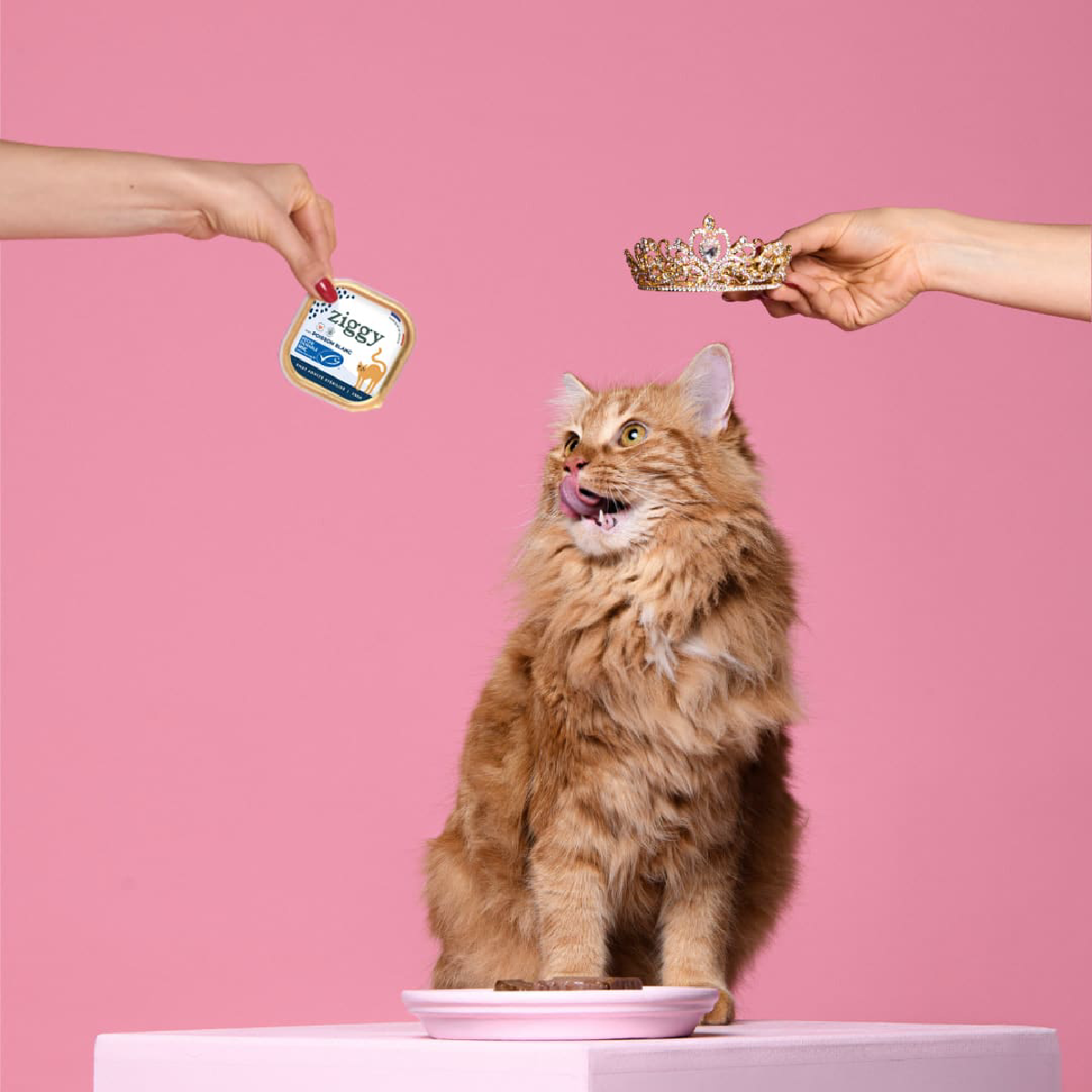 Une image de la marque Ziggy