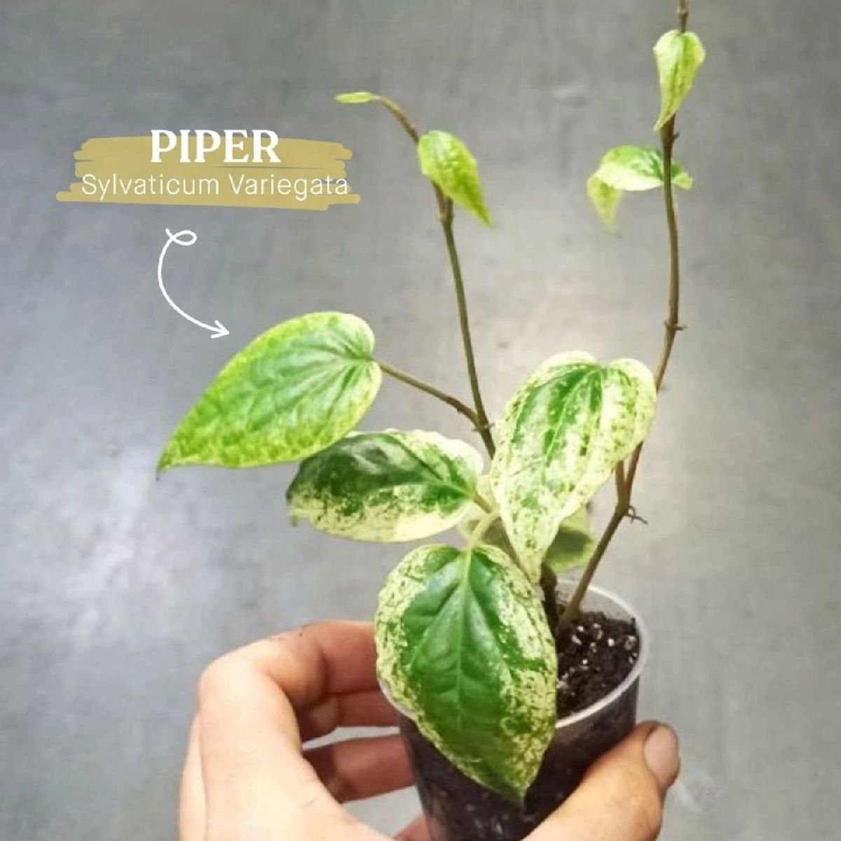 Une image de la marque IndoorPoppies