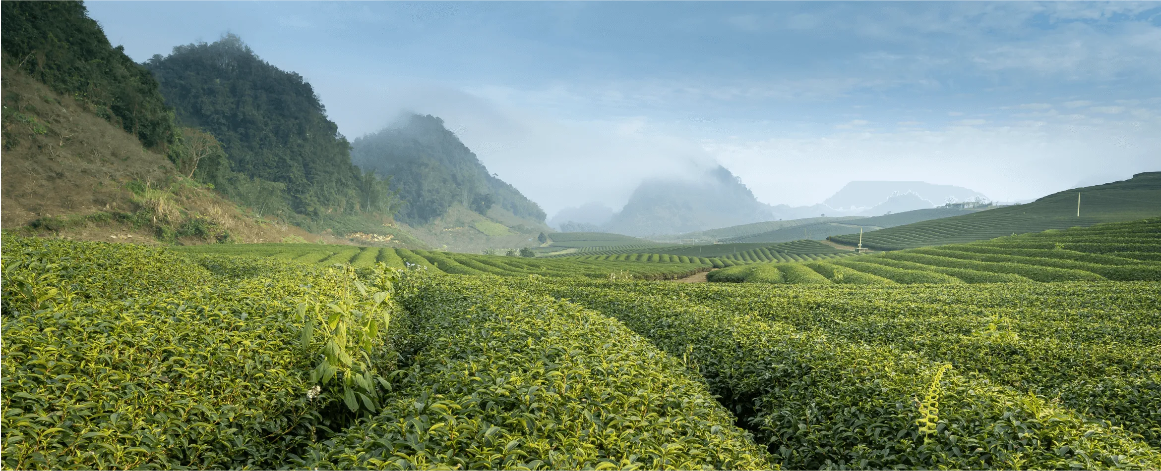 A view of green tea fields and hills under a light blue sky