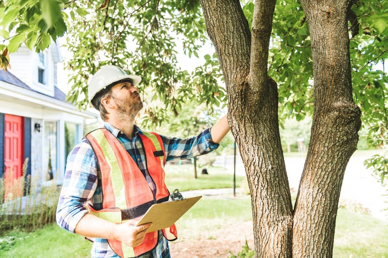 Post-Winter Tree Assessment: Spotting Damage and Planning Repairs