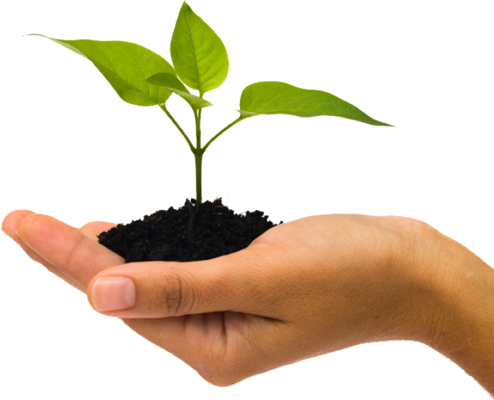 hand holding a baby plant